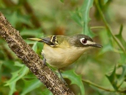 Black-capped vireo Blackcapped Vireo Identification All About Birds Cornell Lab of