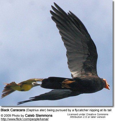 Black caracara httpswwwbeautyofbirdscomimagesbirdsbirdsof