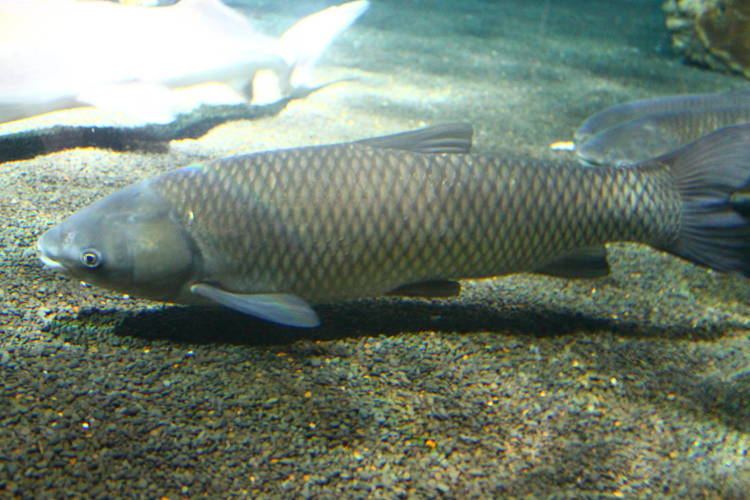 Black carp Fish Files Black Carp ZooChat