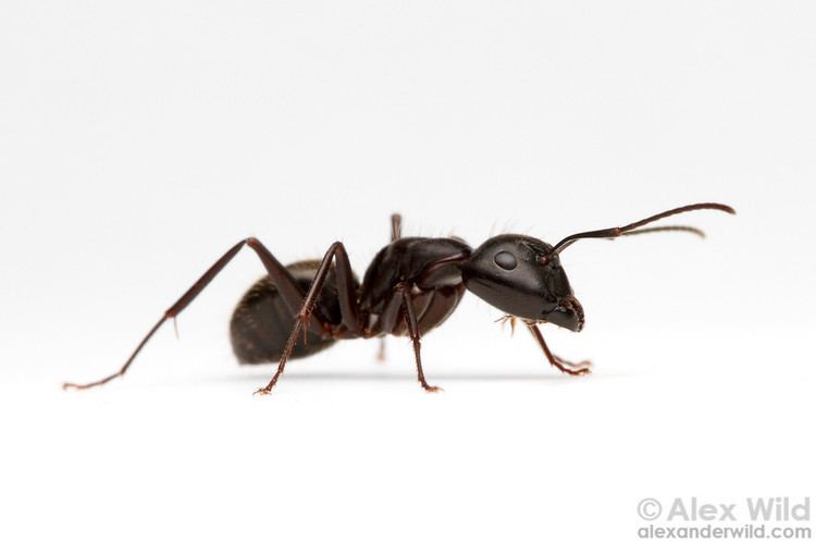 Black carpenter ant Alex Wild Photography Photo Keywords carpenter ants