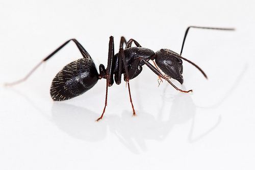 Black carpenter ant Black Carpenter Ant Camponotus pennsylvanicus iNaturalistorg