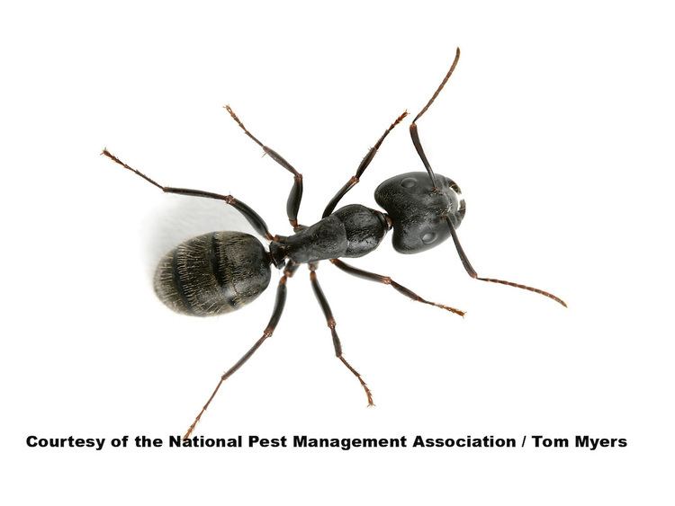 Black carpenter ant How to Get Rid of Black Carpenter Ants in Your Home
