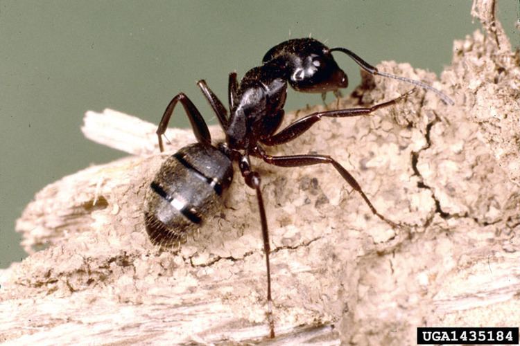 Black carpenter ant Termite Control Tempe AZ Black Carpenter Ant Pest Control Tempe AZ