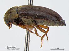 Black carpet beetle httpsuploadwikimediaorgwikipediacommonsthu