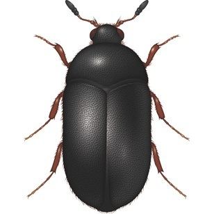 Black carpet beetle Black Carpet Beetle Pest Control Bayer