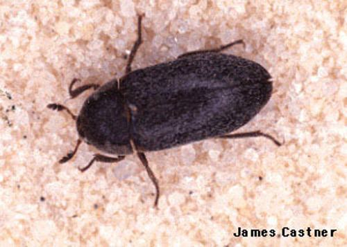 Black carpet beetle black carpet beetle Attagenus unicolor Brahm