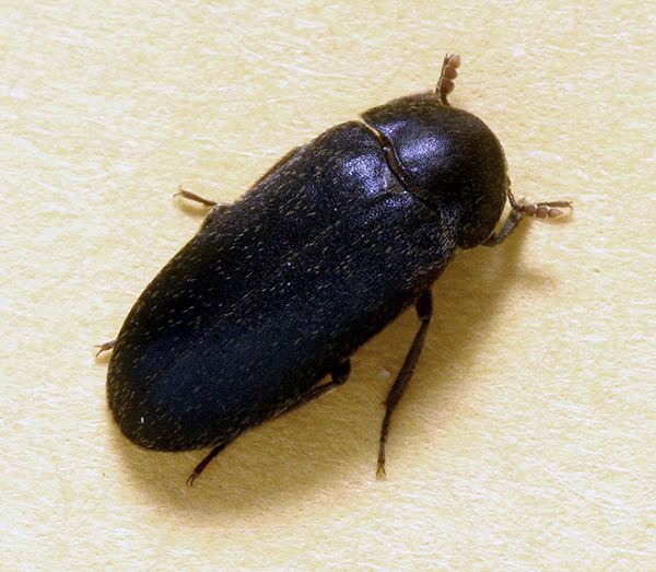Black carpet beetle Black carpet beetle