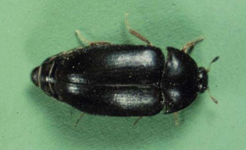 Black carpet beetle Black Carpet Beetle Attagenus unicolor