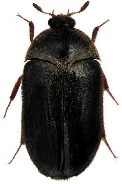 Black carpet beetle Carpet Beetle