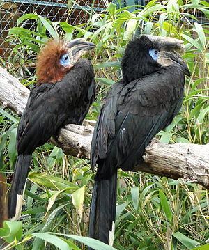 Black-casqued hornbill httpsuploadwikimediaorgwikipediacommonsthu