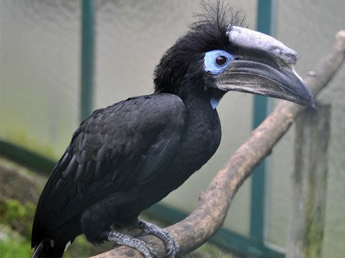 Black-casqued hornbill Animalasp