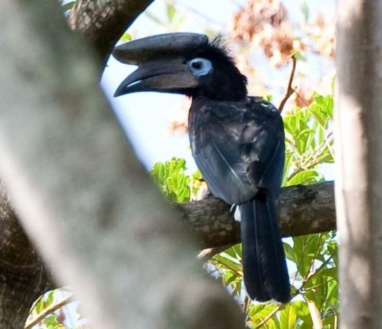 Black-casqued hornbill Blackcasqued Hornbill BirdForum Opus