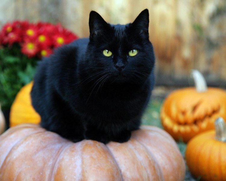 Black cat Best Black Cat Names The Ultimate List 109 ideas