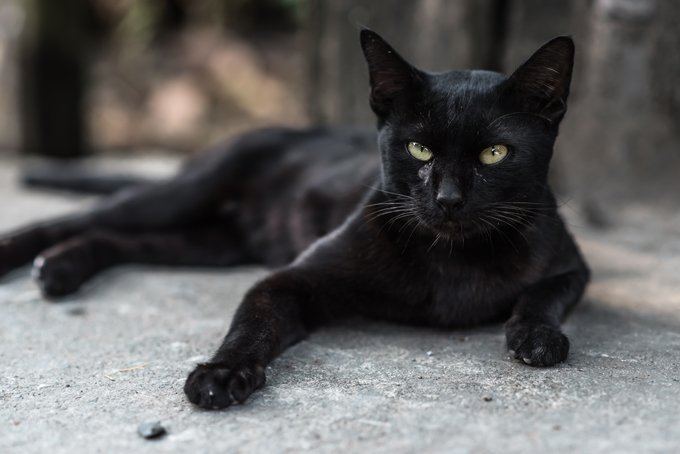Black cat Black Cat Names CatTime