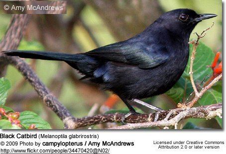 Black catbird Black Catbirds Melanoptila glabrirostris