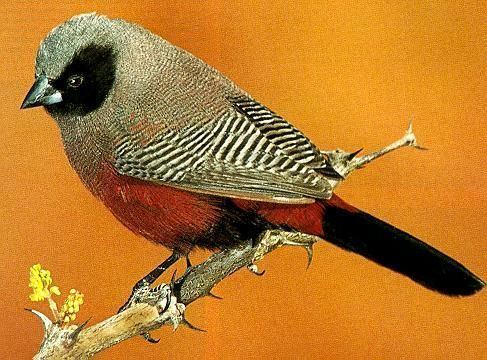 Black-cheeked waxbill 1000 images about Birds Estrildidae Family on Pinterest