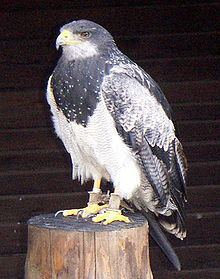 Black-chested buzzard-eagle httpsuploadwikimediaorgwikipediacommonsthu