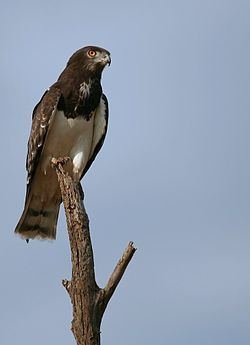 Black-chested snake eagle httpsuploadwikimediaorgwikipediacommonsthu