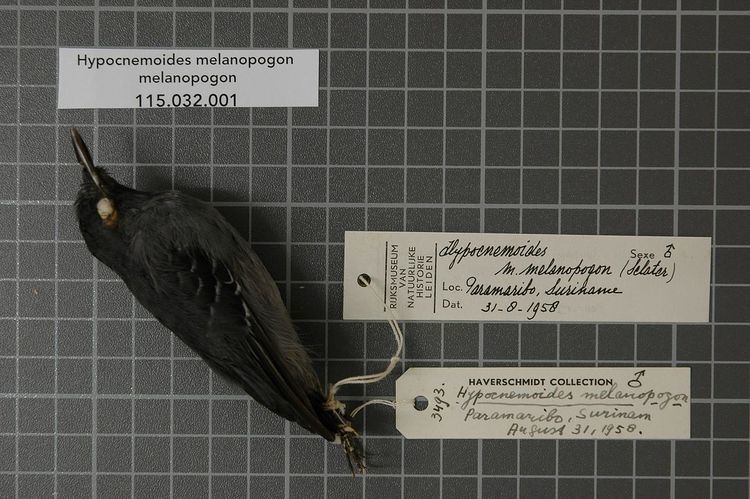Black-chinned antbird