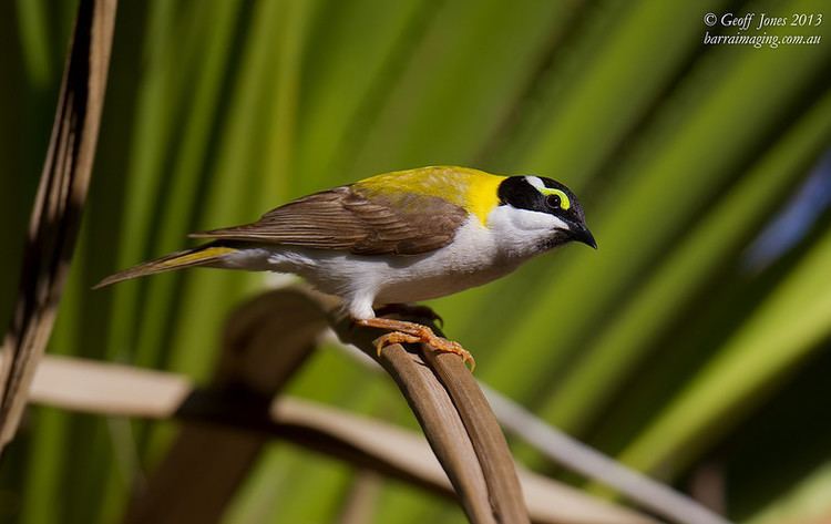 Black chinned honeyeater - Alchetron, the free social encyclopedia