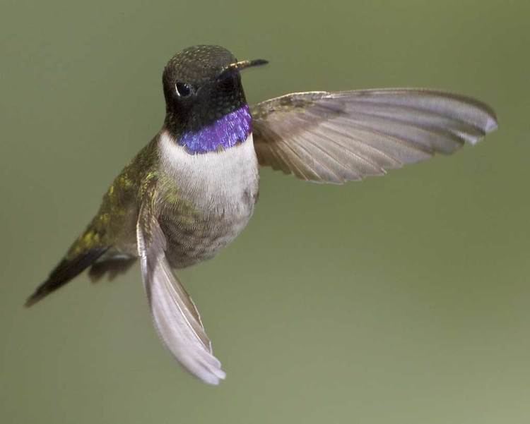 Black-chinned hummingbird d2fbmjy3x0sduacloudfrontnetsitesdefaultfiles