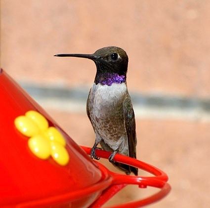 Black-chinned hummingbird Blackchinned Hummingbird Identification All About Birds Cornell