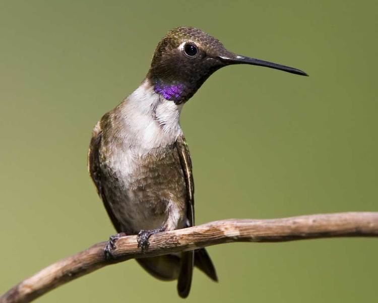 Black-chinned hummingbird Blackchinned Hummingbird Audubon Field Guide