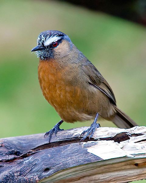 Black-chinned laughingthrush Oriental Bird Club Image Database Blackchinned Laughingthrush