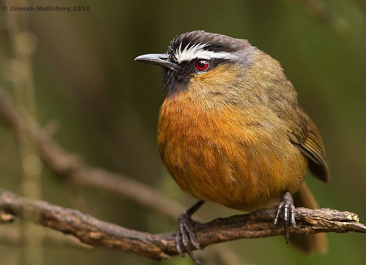 Black-chinned laughingthrush Blackchinned Laughingthrush