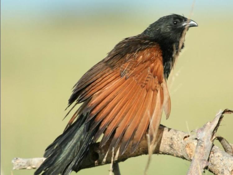 Black coucal Physiological and behavioral ecology of black and whitebrowed