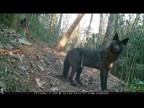 Black Coyote Rare black Coyote at my trail cam Hendersonville NC YouTube