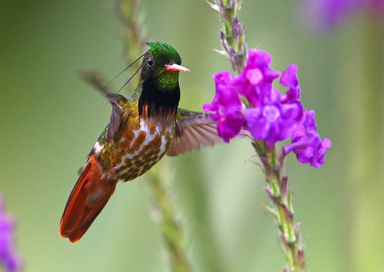 Black-crested coquette Surfbirds Online Photo Gallery Search Results