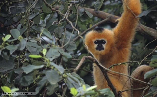 Black crested gibbon BBC Nature Blackcrested gibbon videos news and facts