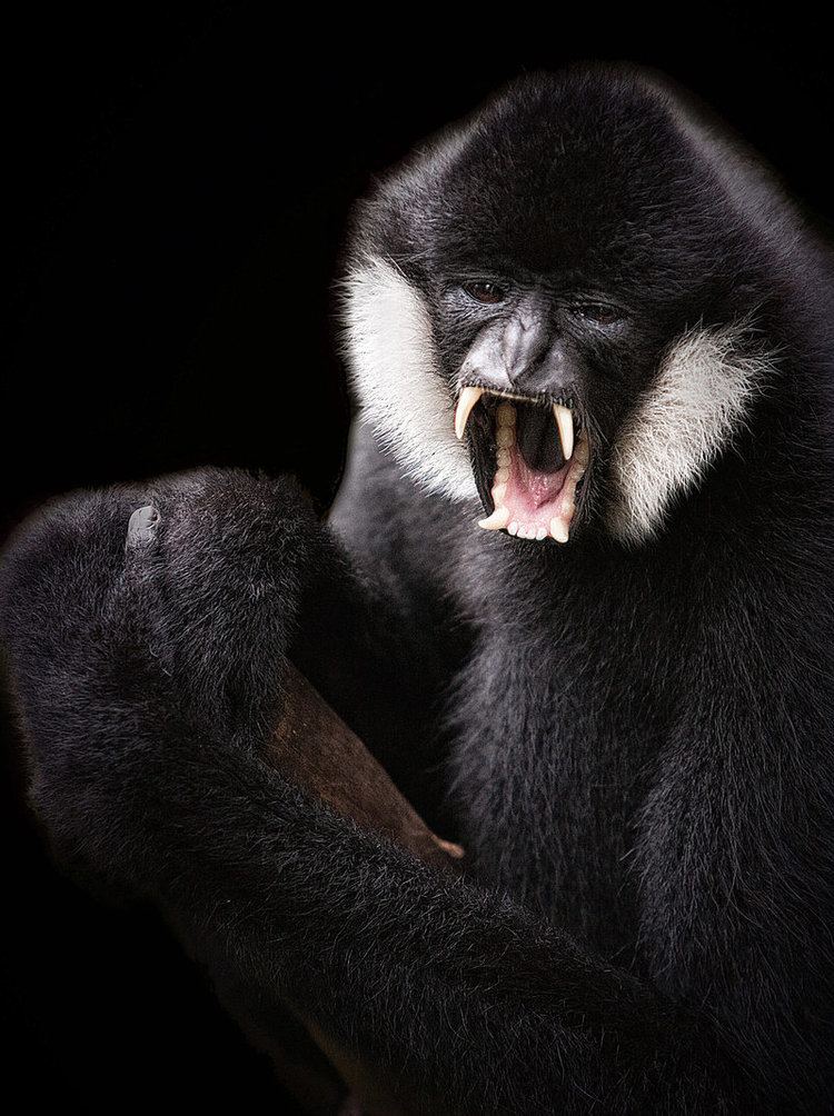 Black crested gibbon Black Crested Gibbon by Lightkast on DeviantArt