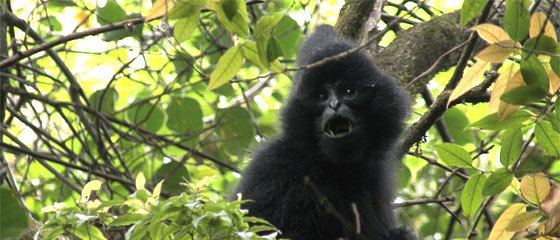 Black crested gibbon Fauna amp Flora International surveys unexplored gibbon haven Fauna