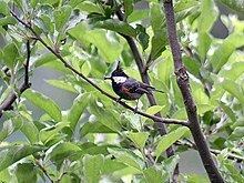 Black-crested tit httpsuploadwikimediaorgwikipediacommonsthu