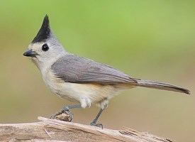 Black-crested titmouse Blackcrested Titmouse Identification All About Birds Cornell
