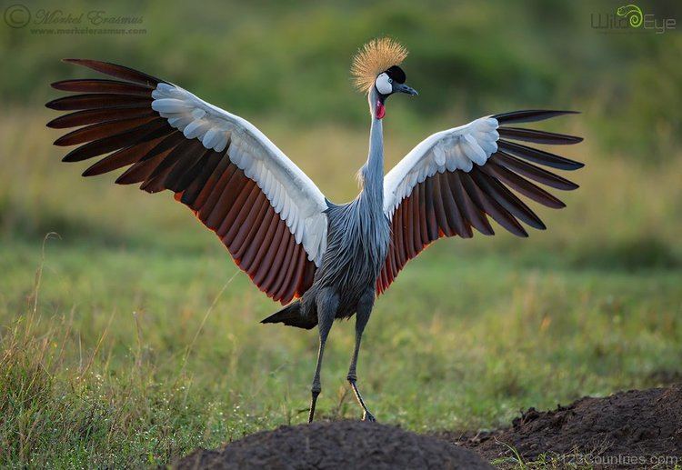 Black crowned crane National Bird Of Nigeria Black Crowned Crane 123Countriescom
