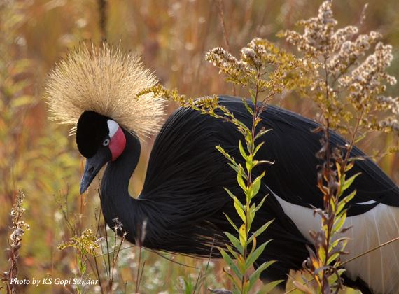 Black crowned crane Black Crowned Crane International Crane Foundation