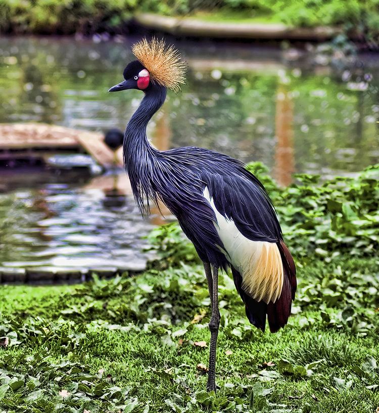 Black crowned crane Black Crowned Crane The Black Crowned Crane Balearica pav Flickr