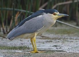 Black-crowned night heron Blackcrowned NightHeron Identification All About Birds Cornell