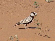 Black-crowned sparrow-lark Blackcrowned sparrowlark Wikipedia