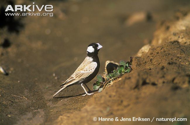 Black-crowned sparrow-lark Blackcrowned sparrowlark videos photos and facts Eremopterix
