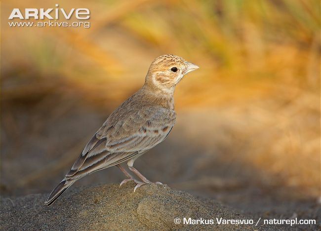 Black-crowned sparrow-lark Blackcrowned sparrowlark photo Eremopterix nigriceps G54498