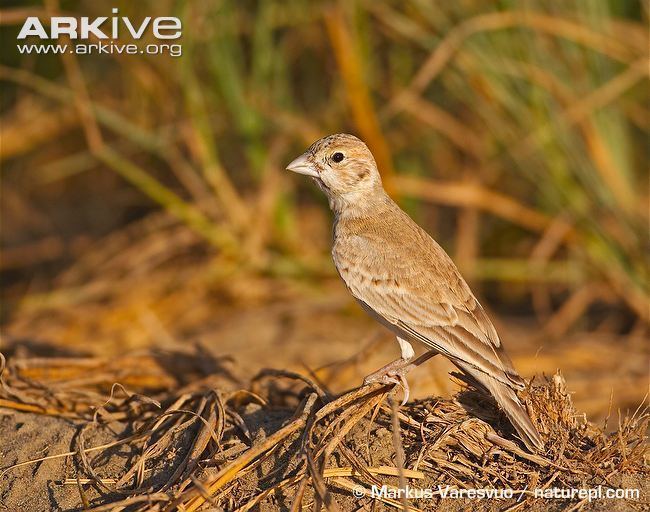 Black-crowned sparrow-lark Blackcrowned sparrowlark photo Eremopterix nigriceps G54497