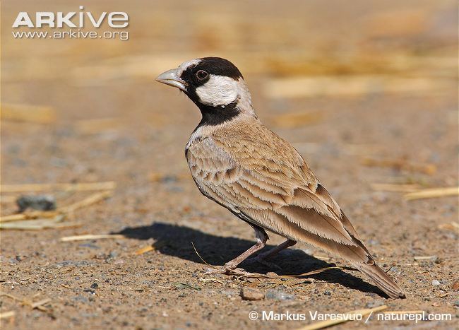 Black-crowned sparrow-lark Blackcrowned sparrowlark photo Eremopterix nigriceps G54496
