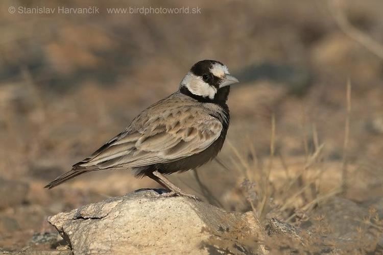 Black-crowned sparrow-lark Blackcrowned Sparrowlark Eremopterix nigriceps videos photos