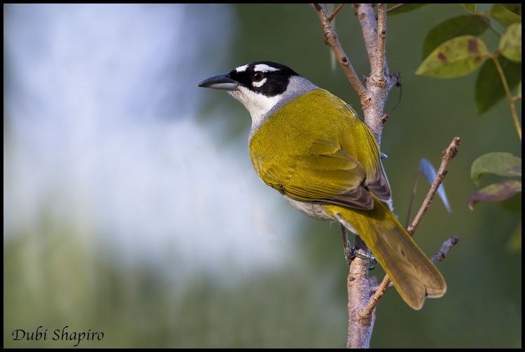 Black-crowned tanager m3ipbasecomo9168904161154602053AHyqLbATB