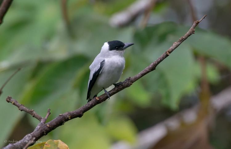 Black-crowned tityra httpsc1staticflickrcom8733812210128105135