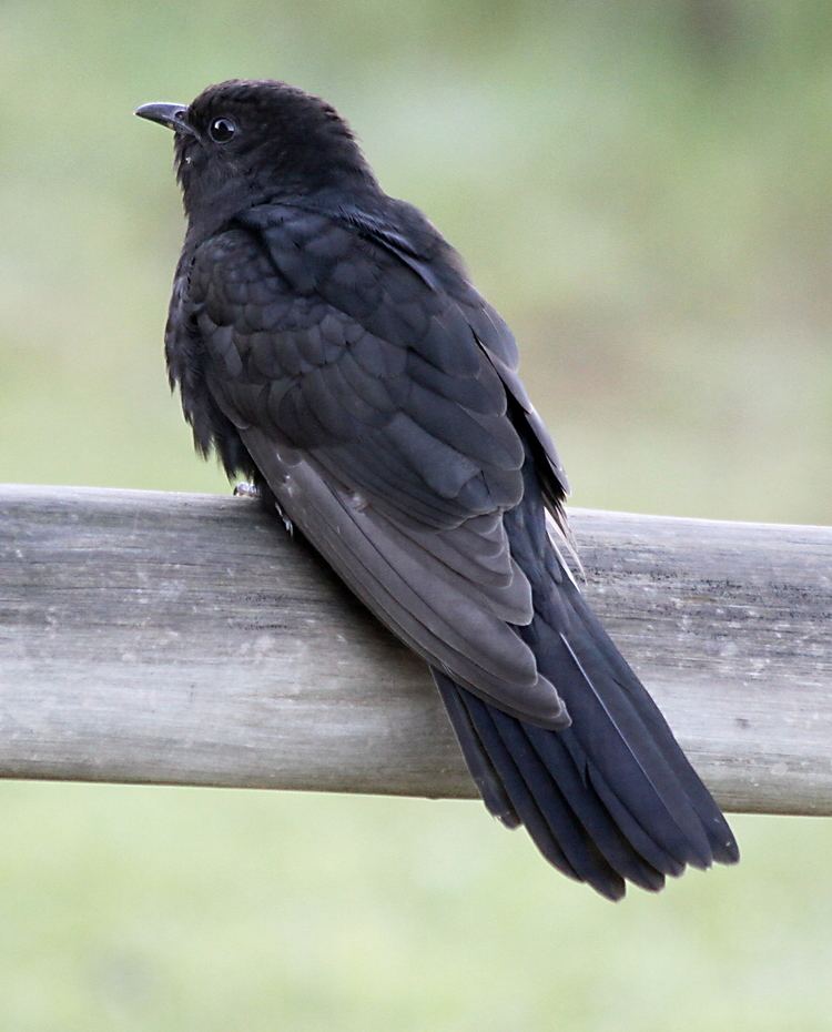 Black cuckoo httpsuploadwikimediaorgwikipediacommonsaa